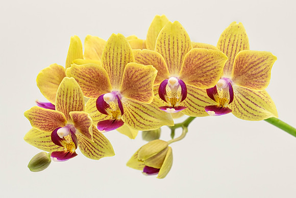 Yellow Moth Orchid