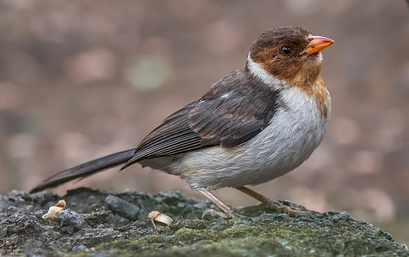 Yellow Billed Cardinal