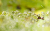 Catching Raindrops