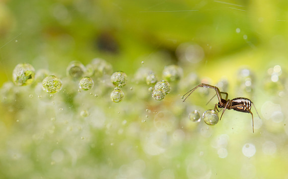 Catching Raindrops