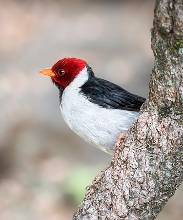 Yellow Billed Cardinal II