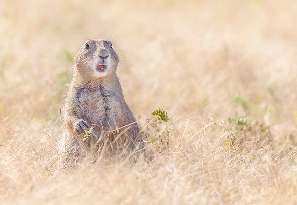 Gasping Prairie Dog