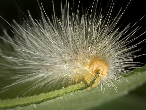 Yellow Bear Caterpillar