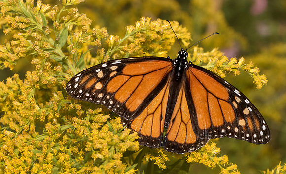 Monarch Resting