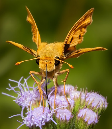 Skipper