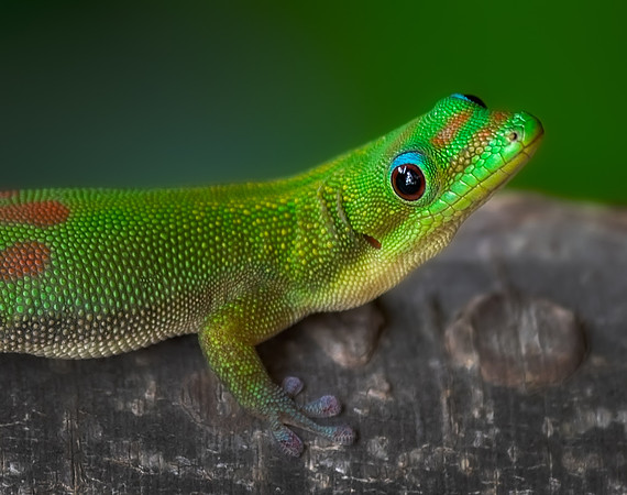 Curious Gecko