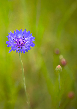 Wildflowers 2