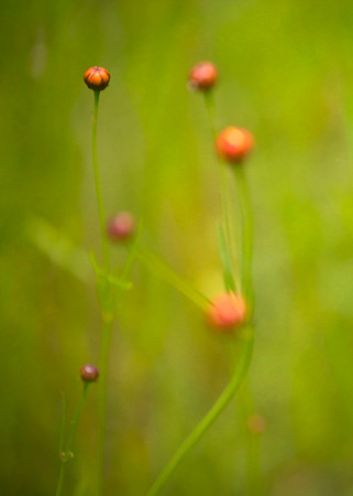 Wildflowers 1