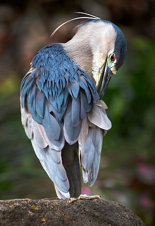 Preening