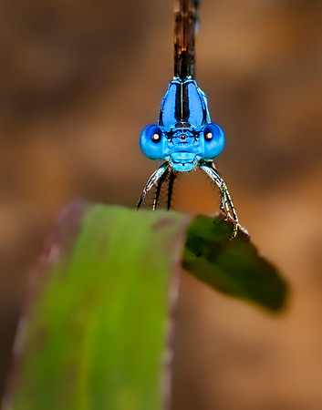 Smiling Damselfly