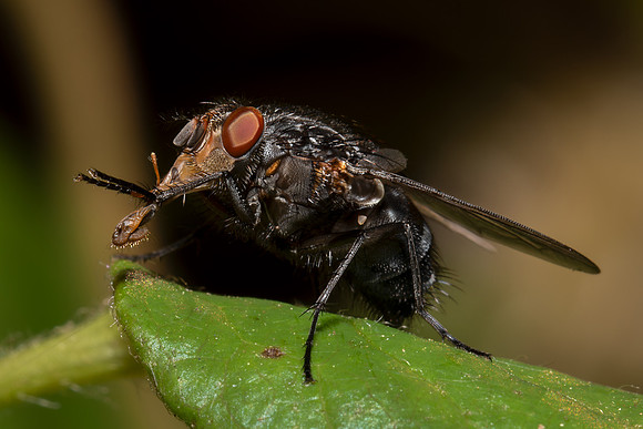 Grooming Fly