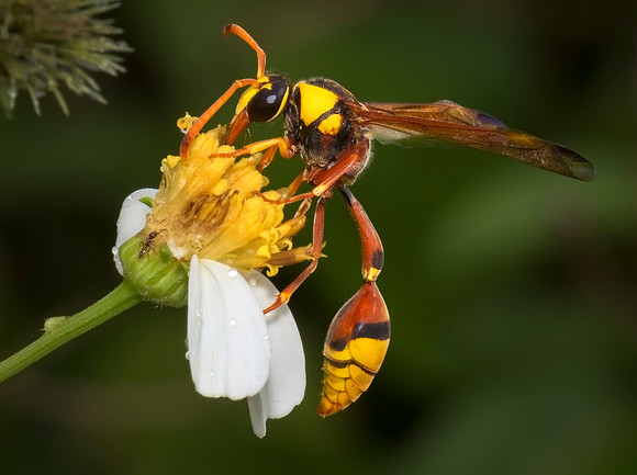The Guam Wasp