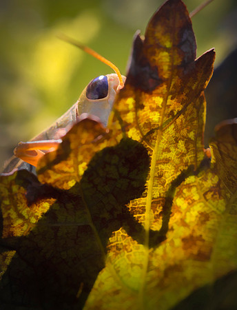 Caught Peeking