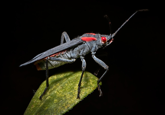 Red-shouldered Bug