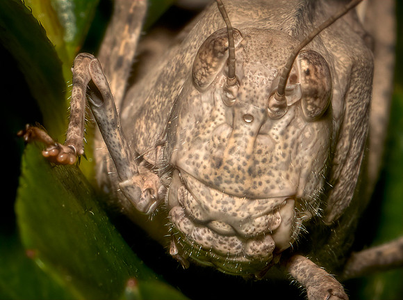 Grasshopper Portrait