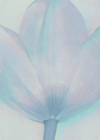 A Touch of Tulip - Blue