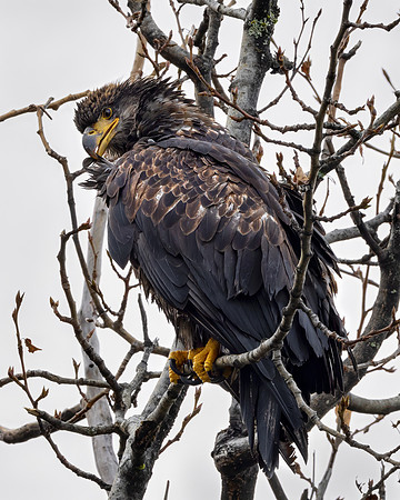 Juvenile Bald Eagle Preening