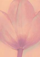 A Touch of Tulip - Red