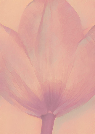 A Touch of Tulip - Red