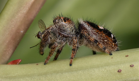 Spider Catching a Fly
