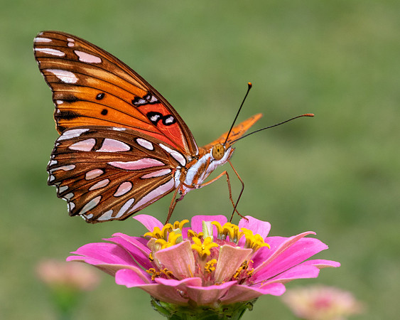 Gulf Fritillary