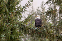 Eagle Perched on Evergreen