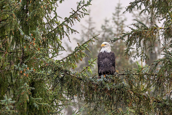 Eagle Perched on Evergreen