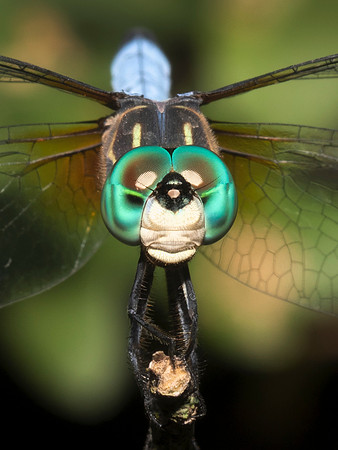 Dragonfly Portrait