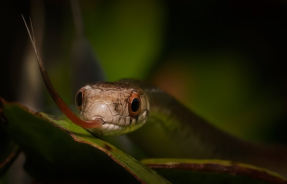 Snake Eyes