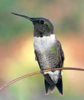 Hummingbird