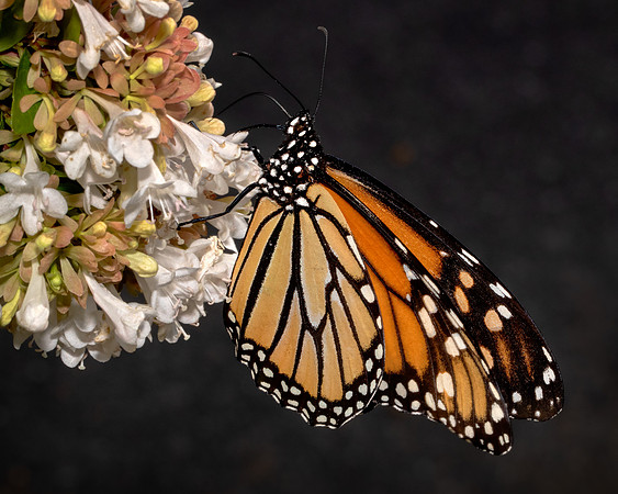 Monarch Butterfly