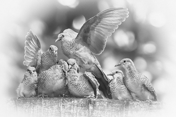 Feeding Time