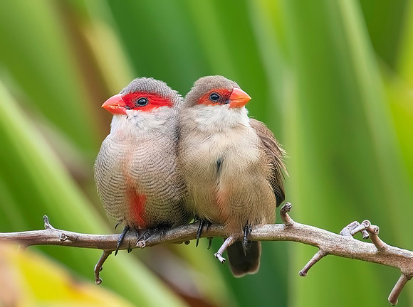 Common Waxbill