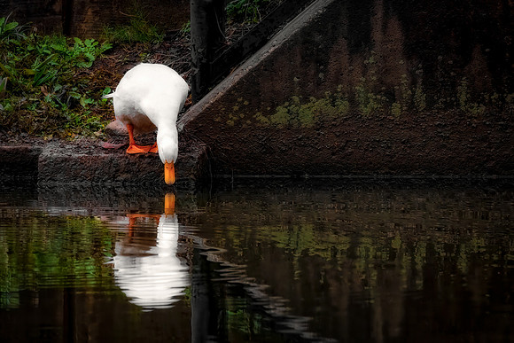 Curious Reflection