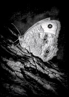 Common Wood-nymph