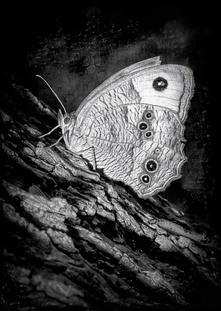 Common Wood-nymph