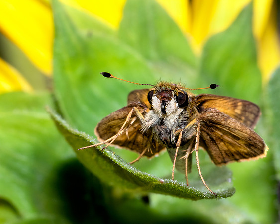 Sunflower Skipper