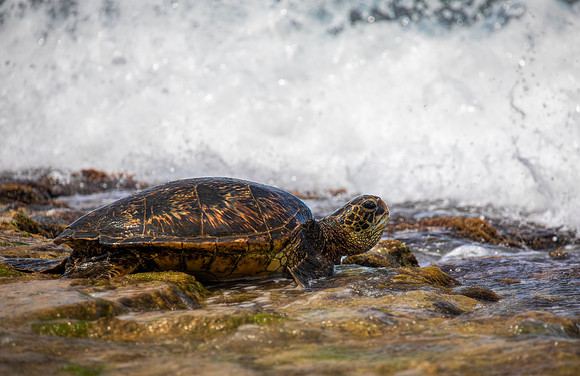 Hawaiian Sea Turtle