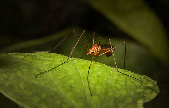 Crane Fly