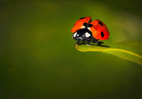 Ladybug