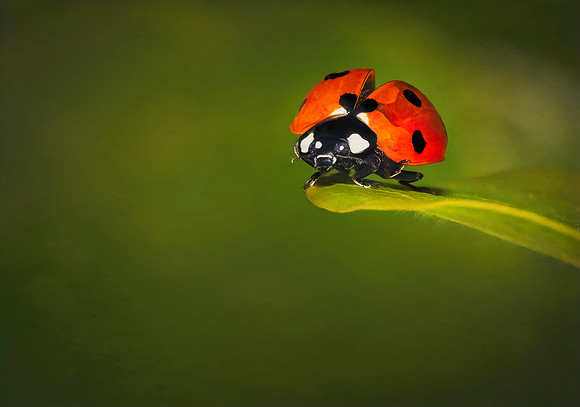 Ladybug