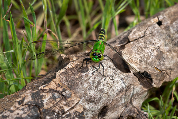 Green Dragonfly