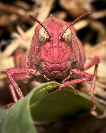Pink Grasshopper