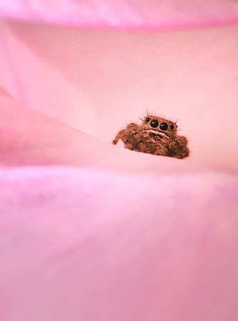 Pretty in Pink