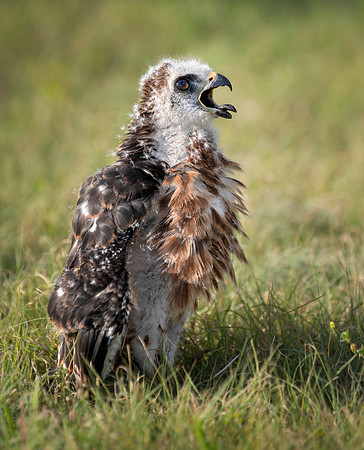 Mississippi Kite Chick