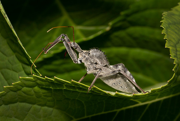 Wheel Bug