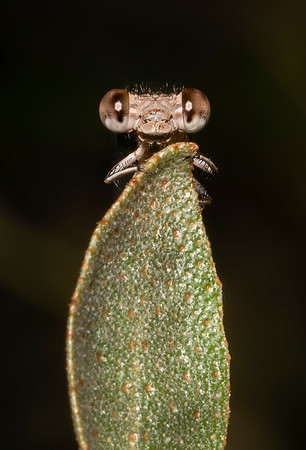 Smiling Eyes