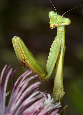 Praying Mantis