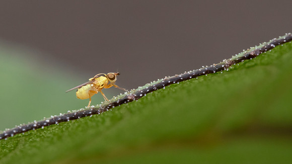 Tiny Yellow Fly