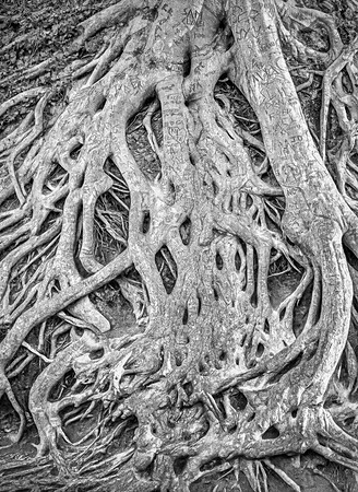 Tagged Roots